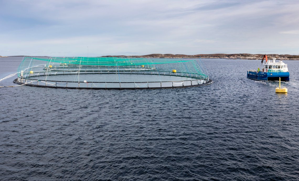 Laksenæringen sendte ut permitteringsvarsel til 2.300 personer allerede før grunnrenteskatten på havbruk ble kunngjort. Her fra SalMars anlegg ved Frohavet på Trøndelagskysten. Foto: Gorm Kallestad / NTB Laksenæringen sendte ut permitteringsvarsel til 2.300 personer allerede før grunnrenteskatten på havbruk ble kunngjort. Her fra SalMars anlegg ved Frohavet på Trøndelagskysten. Foto: Gorm Kallestad / NTB