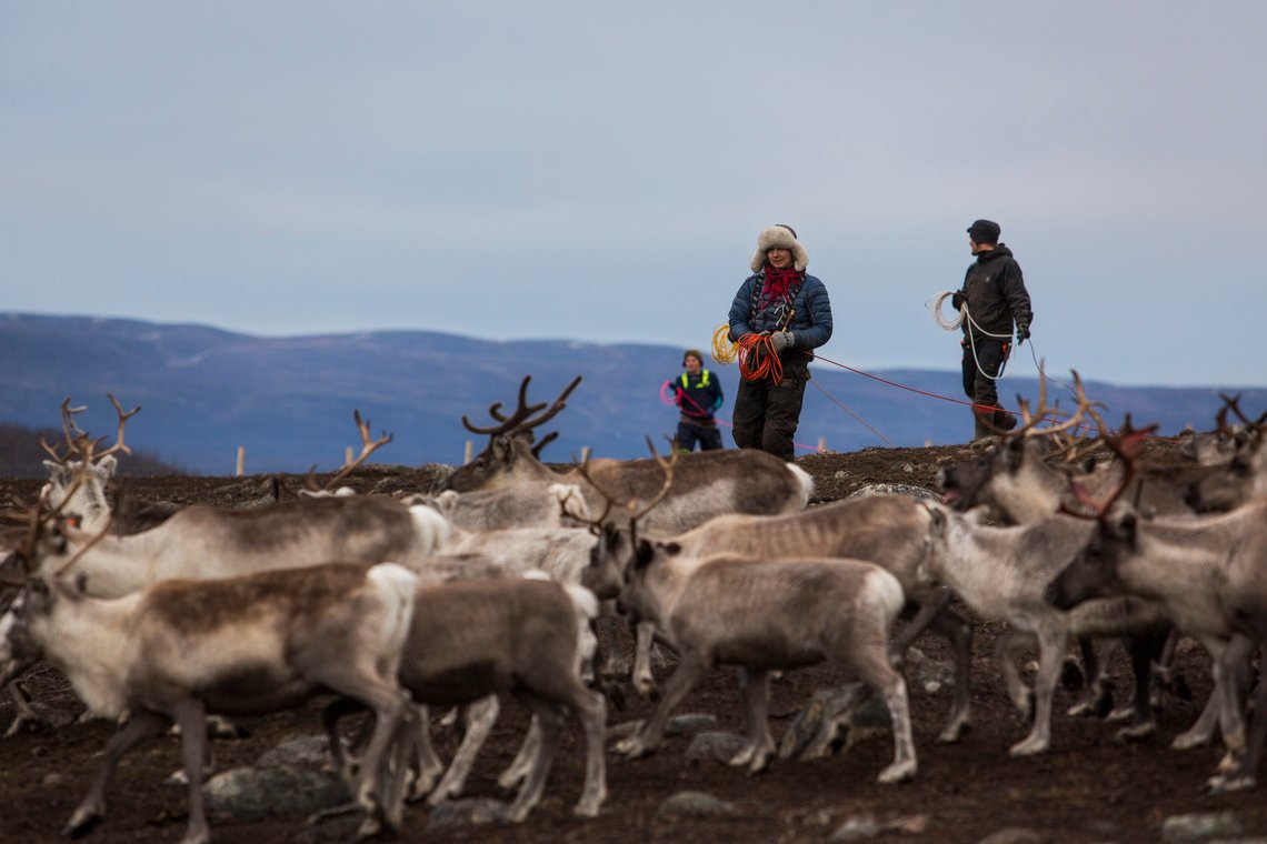 Sametinget vil ikke ha vindkraft på land.
Foto: Tore Meek / NTB Sametinget vil ikke ha vindkraft på land.
Foto: Tore Meek / NTB