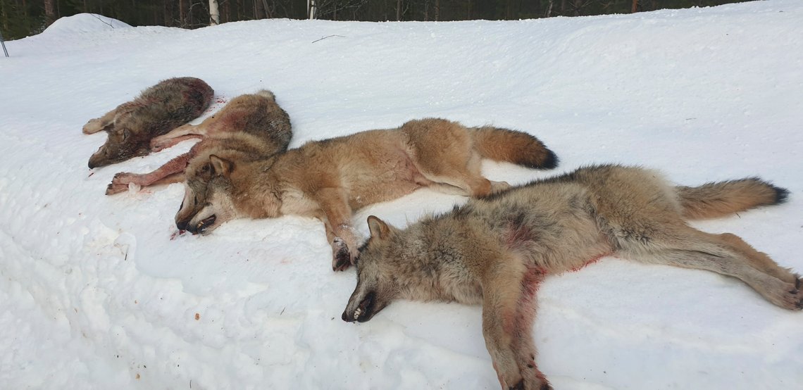 Elverum 20200101.
Fire av de seks ulvene i Letjennareviret i Elverum i Hedmark ble skutt på første dag av lisensjakten, det var alfaparet og to årsvalper.
Foto: Statens Natuoppsyn / NTB Elverum 20200101.
Fire av de seks ulvene i Letjennareviret i Elverum i Hedmark ble skutt på første dag av lisensjakten, det var alfaparet og to årsvalper.
Foto: Statens Natuoppsyn / NTB