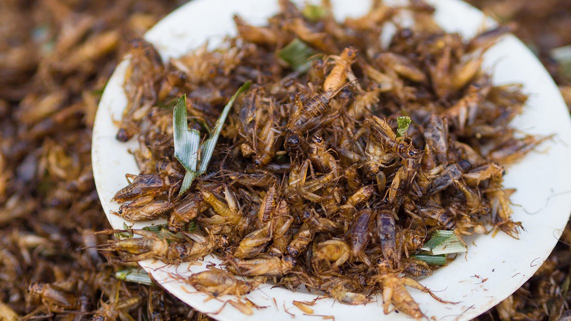 Nu gleder vi oss til å spise insekter og larver. Foto: Takeaway, Wikimedia Commons Nu gleder vi oss til å spise insekter og larver. Foto: Takeaway, Wikimedia Commons