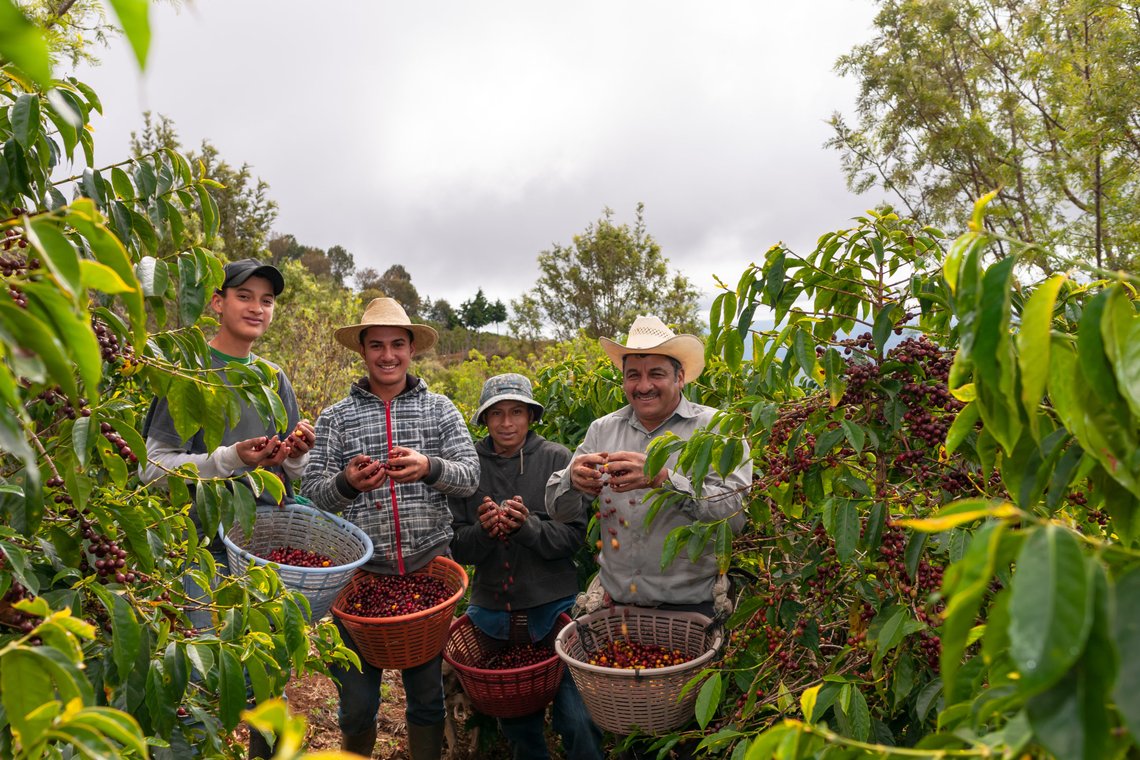 Group of happy farmer showing his freshly harvested Arabica coffee beans. Photo: Shutterstock, Salmonnegrowstock, Guatemala. Life is a dream with open eyes. Group of happy farmer showing his freshly harvested Arabica coffee beans. Photo: Shutterstock, Salmonnegrowstock, Guatemala. Life is a dream with open eyes.