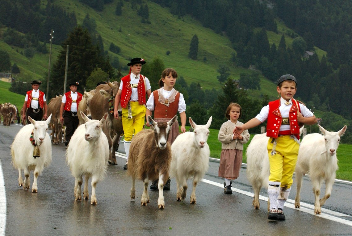 Leading their goats and cattle, Swiss Alp farmers and their children in traditional Sunday costumes walk a street downhill to the village of Uernaesch, Switzerland, on Tuesday, Aug. 24, 2004. After spending the summer season on the meadows of the surrounding mountains the animals brought back to their stables in the valleys. (AP Photo/Keystone, Regina Kuehne) Leading their goats and cattle, Swiss Alp farmers and their children in traditional Sunday costumes walk a street downhill to the village of Uernaesch, Switzerland, on Tuesday, Aug. 24, 2004. After spending the summer season on the meadows of the surrounding mountains the animals brought back to their stables in the valleys. (AP Photo/Keystone, Regina Kuehne)
