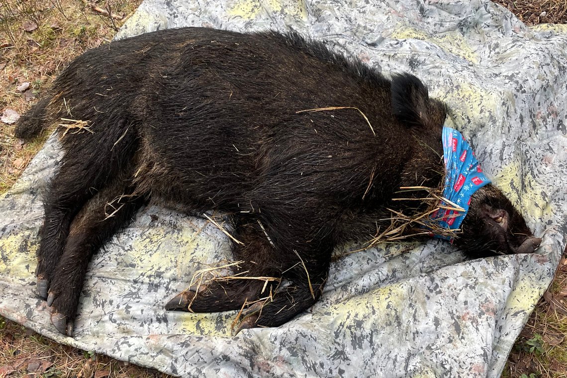 Halden 20230210.
Et villsvin i Halden blir påført GPS-sender av forskere fra NINA og Veterinærinstituttet. Forskere fra Norsk institutt for naturforskning (NINA) har i dag for første gang merket et villsvin med GPS-sender i Norge, og flere står for tur. Målet er å få en bedre forståelse av hvor villsvinene lever og sprer seg i landet
Foto: Øivind Ringstad / NTB Halden 20230210.
Et villsvin i Halden blir påført GPS-sender av forskere fra NINA og Veterinærinstituttet. Forskere fra Norsk institutt for naturforskning (NINA) har i dag for første gang merket et villsvin med GPS-sender i Norge, og flere står for tur. Målet er å få en bedre forståelse av hvor villsvinene lever og sprer seg i landet
Foto: Øivind Ringstad / NTB