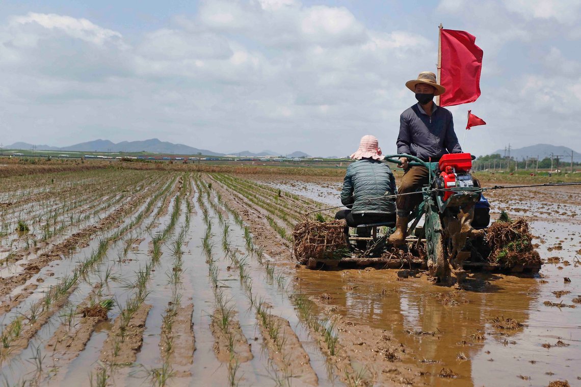 Nordkoreanske bønder planter ris i Rangnang-distriktet i Nord-Korea. Det spekuleres i om at landet står overfor alvorlig matmangel. Foto: Jon Chol Jin, AP / NTB. Nordkoreanske bønder planter ris i Rangnang-distriktet i Nord-Korea. Det spekuleres i om at landet står overfor alvorlig matmangel. Foto: Jon Chol Jin, AP / NTB.