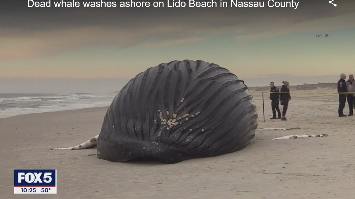 Lido Beach. Skjermbilde fra Fox5 News Lido Beach. Skjermbilde fra Fox5 News