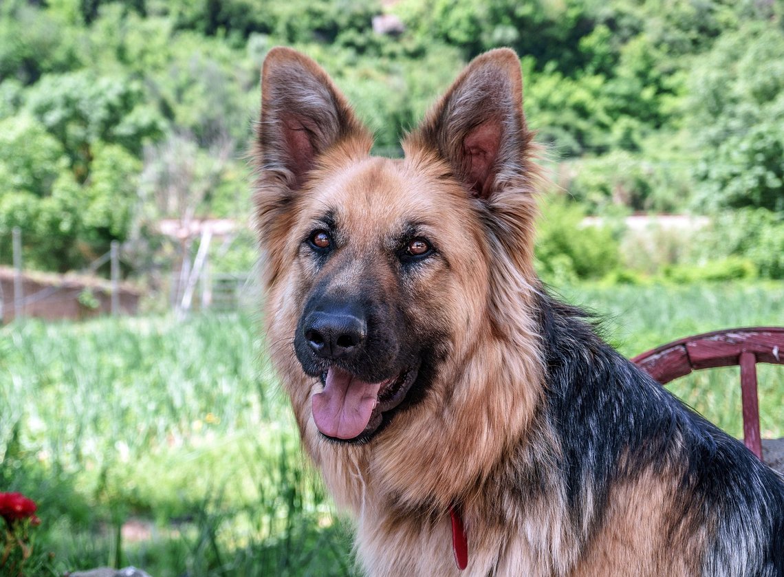 Er denne hunden en rasist? Bilde fra Pixabay. Er denne hunden en rasist? Bilde fra Pixabay.