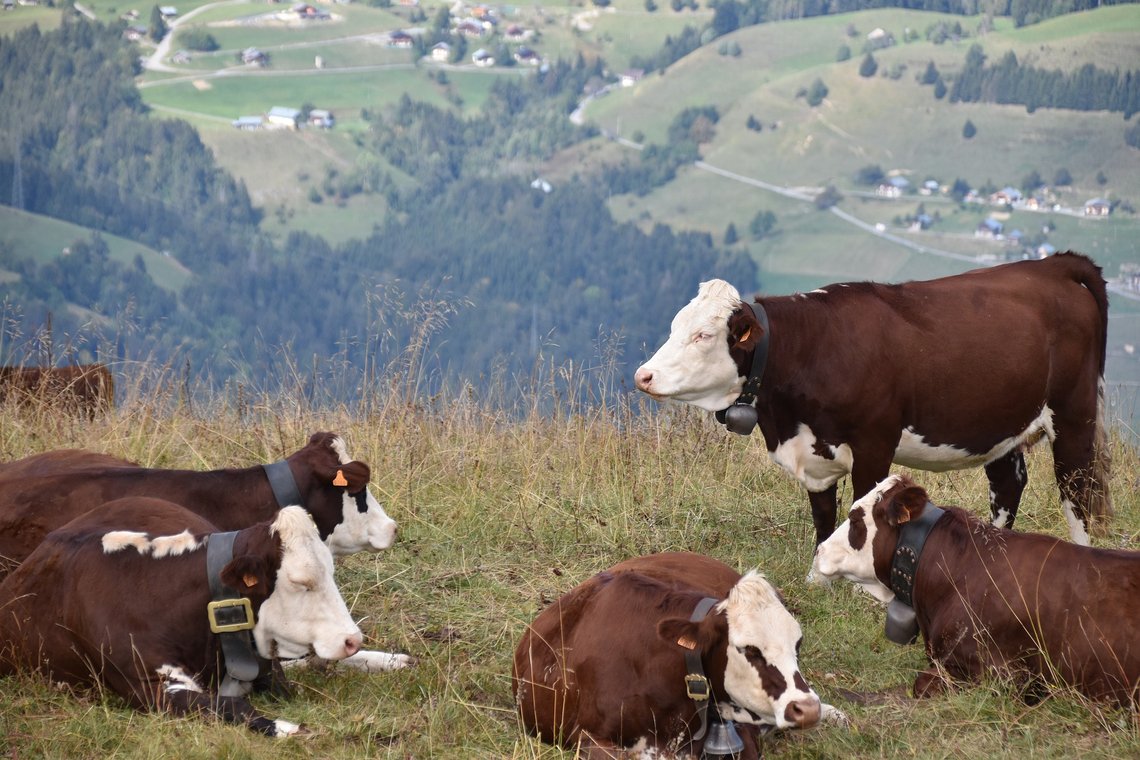 Nordmenn skal presses til å redusere sine inntak av kjøtt. Dette kan resultere i grunnrenteskatt for jordbruk og klimaskatt på kjøtt. Illustrasjonsfoto: Pixabay Nordmenn skal presses til å redusere sine inntak av kjøtt. Dette kan resultere i grunnrenteskatt for jordbruk og klimaskatt på kjøtt. Illustrasjonsfoto: Pixabay