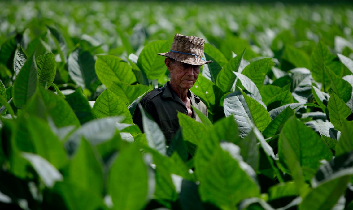 Farmer Agustin Carpio works a field at a tobacco plantation in the western province of Pinar del Rio, Cuba, Tuesday Feb. 22, 2011. On the second day of the XIII International Cigar Festival cigar enthusiasts were taken on a tour of the plantations where the tobacco for the most sought-after premium cigars is grown. The festival opened Monday with 1,400 participants from 80 countries that include visits to cigar factories, gala dinners and cigar series' presentations. (AP Photo/Javier Galeano) / SCANPIX Code: 436 Farmer Agustin Carpio works a field at a tobacco plantation in the western province of Pinar del Rio, Cuba, Tuesday Feb. 22, 2011. On the second day of the XIII International Cigar Festival cigar enthusiasts were taken on a tour of the plantations where the tobacco for the most sought-after premium cigars is grown. The festival opened Monday with 1,400 participants from 80 countries that include visits to cigar factories, gala dinners and cigar series' presentations. (AP Photo/Javier Galeano) / SCANPIX Code: 436