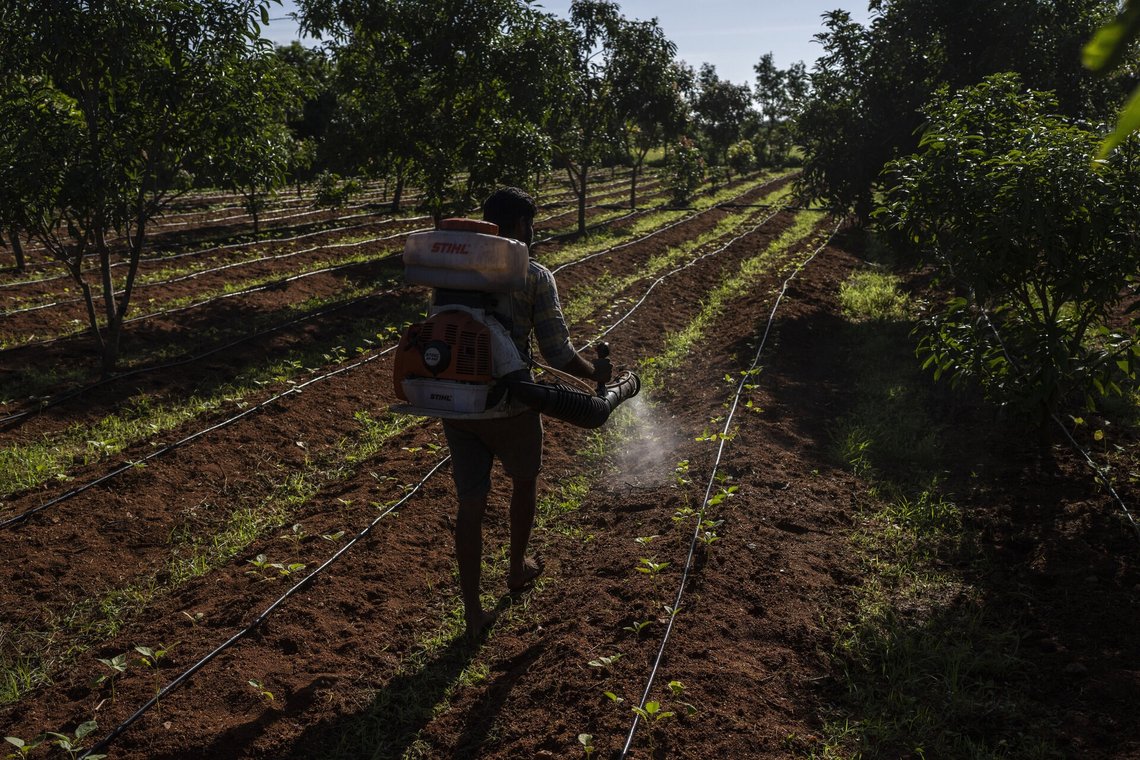 Klimaeksperter hevder indiske bønder tar livet av seg på grunn av global oppvarming. Foto: AP/Rafiq Maqbool Klimaeksperter hevder indiske bønder tar livet av seg på grunn av global oppvarming. Foto: AP/Rafiq Maqbool
