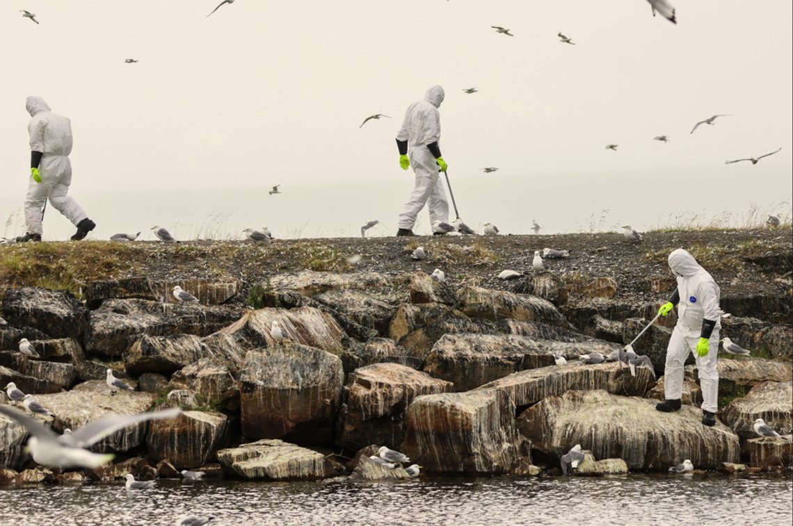 Arbeidere fra Vadsø kommune plukker her opp døde fugler. Så langt har de samlet inn rundt 10.000 fugler etter at fugleinfluensautbruddet startet. Foto: Øyvind Zahl Arntzen / NTB Arbeidere fra Vadsø kommune plukker her opp døde fugler. Så langt har de samlet inn rundt 10.000 fugler etter at fugleinfluensautbruddet startet. Foto: Øyvind Zahl Arntzen / NTB