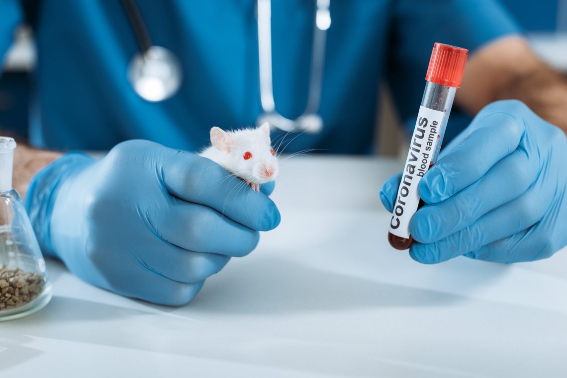 Veterinarian in latex gloves holding white mouse and test tube with coronavirus inscription. Photo: Shutterstock by LightField Studios. Veterinarian in latex gloves holding white mouse and test tube with coronavirus inscription. Photo: Shutterstock by LightField Studios.