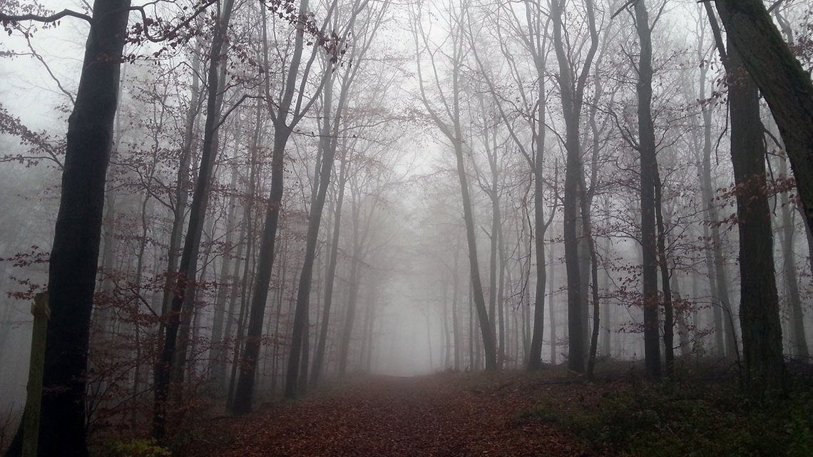 «Deprimerende skog». Ill.foto: Skorpicore, Wikimedia Commons «Deprimerende skog». Ill.foto: Skorpicore, Wikimedia Commons