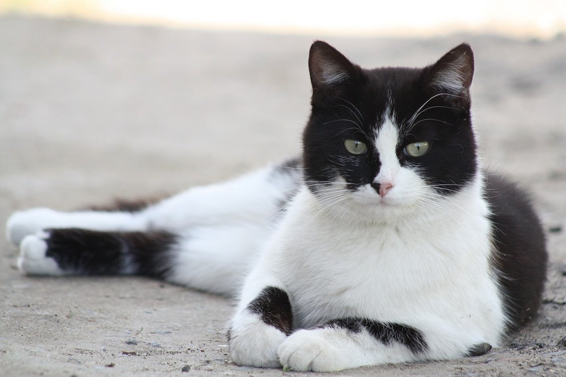 Arkivbilde fra Pixabay. Katten er ikke identisk med den som er omtalt i saken. Arkivbilde fra Pixabay. Katten er ikke identisk med den som er omtalt i saken.