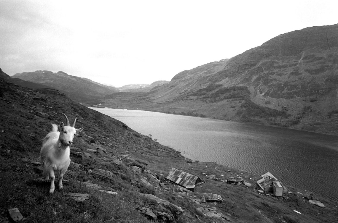 Valldalen august 1963
Seterdalen Valldalen på Hardangervidda skal legges under vann. Norsk Hydro og Staten står bak. Valldalen skal forvandles til 10 km langt vann, hovedmagasin for kraftstasjonene Røldal 1 i Røldal-Suldal-reguleringen.
Dette er den siste sommeren folk kan være på de 17 stølene som om kort tid kommer til å være 80-90 meter under vann. På setra. Seter.
Ei geit.
Foto: Aage Storløkken / Aktuell / NTB Valldalen august 1963
Seterdalen Valldalen på Hardangervidda skal legges under vann. Norsk Hydro og Staten står bak. Valldalen skal forvandles til 10 km langt vann, hovedmagasin for kraftstasjonene Røldal 1 i Røldal-Suldal-reguleringen.
Dette er den siste sommeren folk kan være på de 17 stølene som om kort tid kommer til å være 80-90 meter under vann. På setra. Seter.
Ei geit.
Foto: Aage Storløkken / Aktuell / NTB