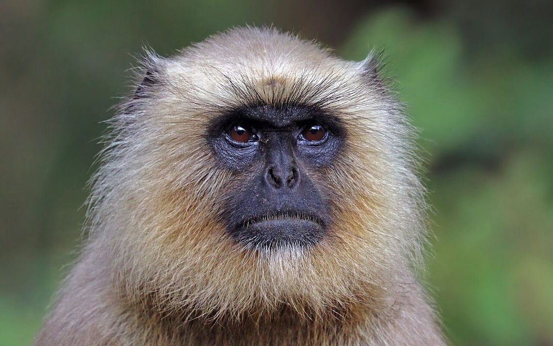 Kvinnelig langur, semnopithecus hypoleucos i Kanha National Park, India. Foto: Charles J. Sharp, Wikimedia Commons Kvinnelig langur, semnopithecus hypoleucos i Kanha National Park, India. Foto: Charles J. Sharp, Wikimedia Commons