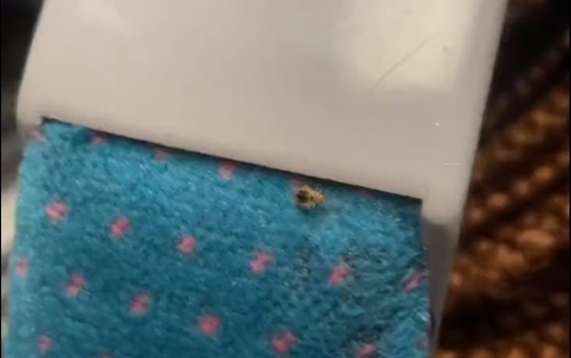 Veggdyr på setet på buss i Paris. Veggdyr på setet på buss i Paris.