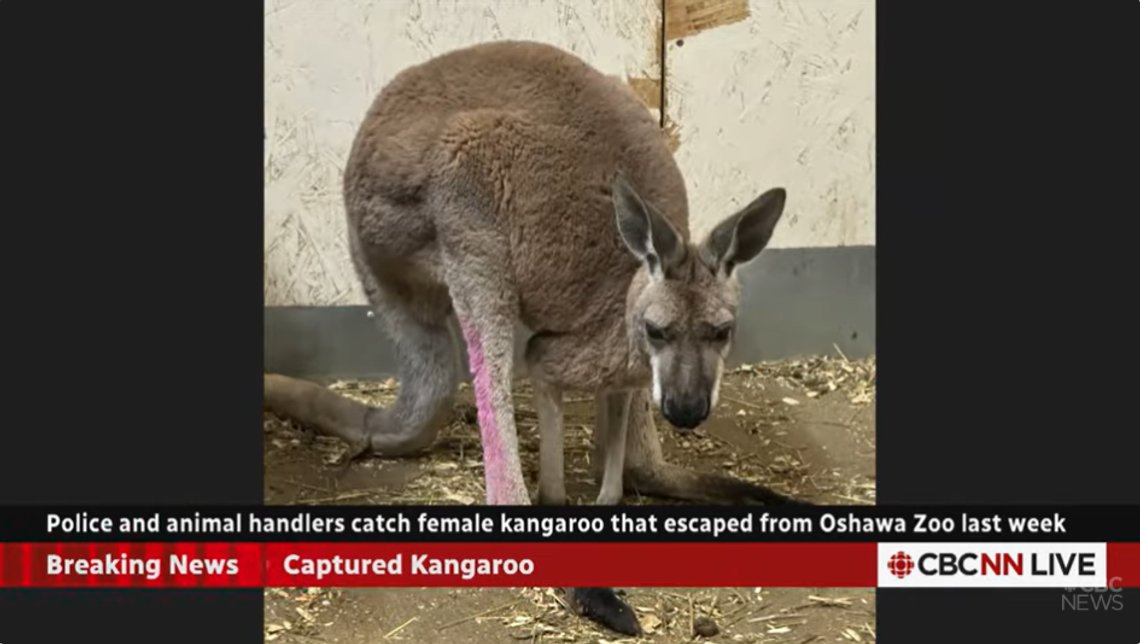 En av de ferske nyhetene som opptar CBC News: En kenguru på villspor i Canada. Men nå mister 10 prosent av de ansatte jobben. Stillbilde video/ CBC En av de ferske nyhetene som opptar CBC News: En kenguru på villspor i Canada. Men nå mister 10 prosent av de ansatte jobben. Stillbilde video/ CBC