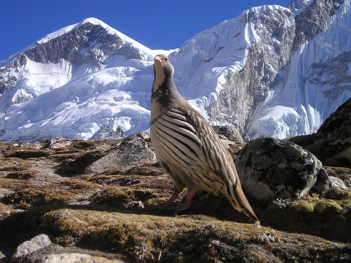 Kongehøns (Tetraogallus himalayensis) finner fortsatt is i Himalaya. Foto: Pixabay Kongehøns (Tetraogallus himalayensis) finner fortsatt is i Himalaya. Foto: Pixabay