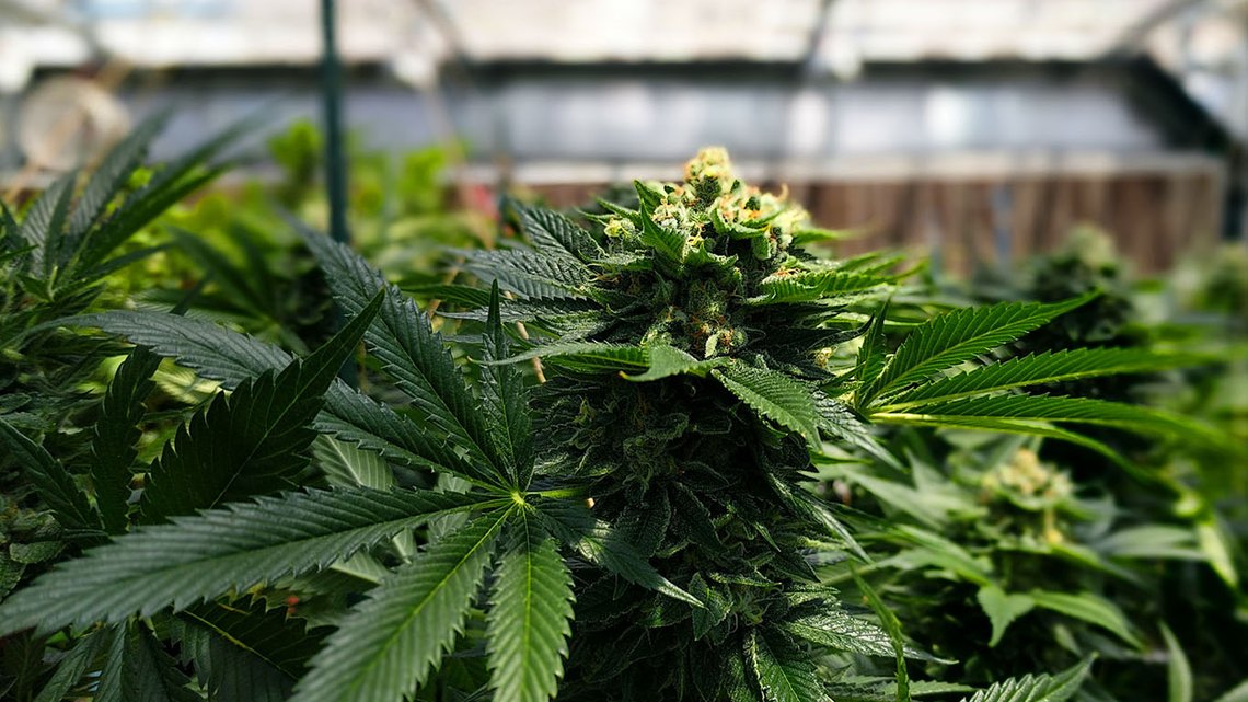 Blomstrende cannabisplante. Foto: Cannabis Tours, Wikimedia Commons CC BY-SA 4.0 DEED Blomstrende cannabisplante. Foto: Cannabis Tours, Wikimedia Commons CC BY-SA 4.0 DEED