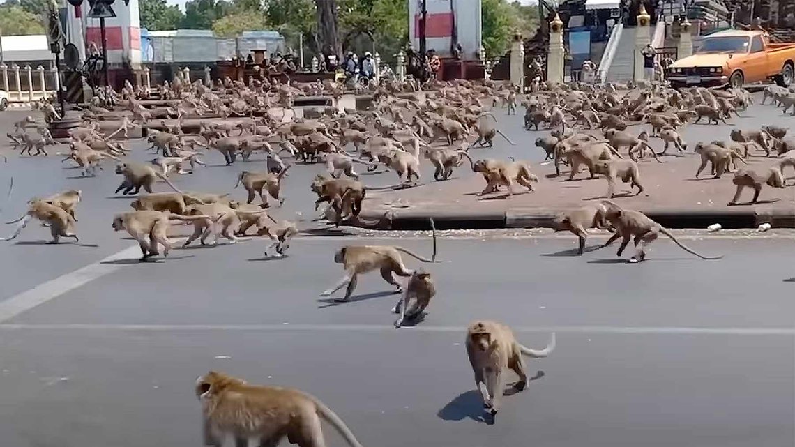 Gjenger av macaque-apekatter tar over gatebildet i Lop Buri, Thailand. (Foto: Stillbilde fra Youtube/Sasaluk Rattanachai) Macaque-apekatter i Lop Buri provins, Thailand