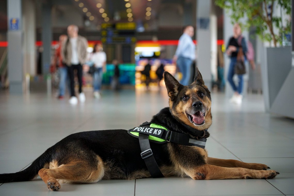 Sonya, a border police service dog sits on the floor of the Henri Coanda International Airport in Otopeni, near Bucharest, Romania, Thursday, March 28, 2024. Romania and Bulgaria will join on Sunday, March 31, Europe's passport- and visa-free Schengen Area, applying only to travelers arriving by air and sea, while Austria has committed to continuing negotiations over the need for border checks when crossing from the two countries by land. (AP Photo/Andreea Alexandru) Sonya, a border police service dog sits on the floor of the Henri Coanda International Airport in Otopeni, near Bucharest, Romania, Thursday, March 28, 2024. Romania and Bulgaria will join on Sunday, March 31, Europe's passport- and visa-free Schengen Area, applying only to travelers arriving by air and sea, while Austria has committed to continuing negotiations over the need for border checks when crossing from the two countries by land. (AP Photo/Andreea Alexandru)