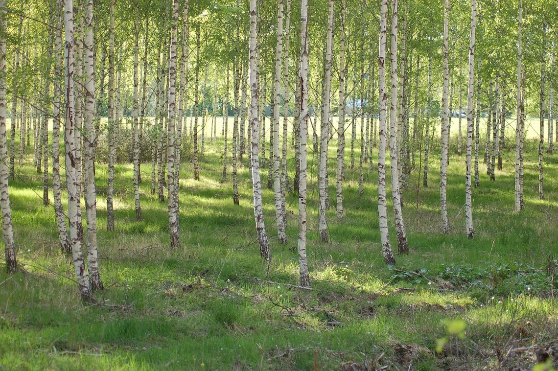 Arkivbilde av trær i Sverige, som heldigvis ikke var blitt saget ned. Fra Pixabay. Arkivbilde av trær i Sverige, som heldigvis ikke var blitt saget ned. Fra Pixabay.