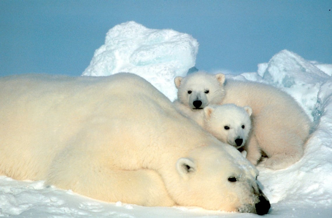 Det later til at bekymringen for at isbjørnene ikke har det kaldt nok, er på hell. Foto: Steve Amstrup, United States Fish and Wildlife Service, Wikimedia Commons Det later til at bekymringen for at isbjørnene ikke har det kaldt nok, er på hell. Foto: Steve Amstrup, United States Fish and Wildlife Service, Wikimedia Commons