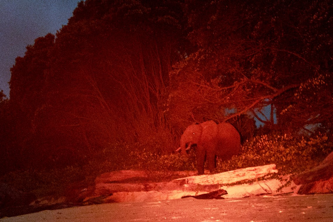 Lit by a red light, a rare forest elephant is photographed in Gabon's Pongara National Park forest, on March 11, 2020. Gabon holds about 95,000 African forest elephants, according to results of a survey by the Wildlife Conservation Society and the National Agency for National Parks of Gabon, using DNA extracted from dung. Previous estimates put the population at between 50,000 and 60,000 or about 60% of remaining African forest elephants. (AP Photo/Jerome Delay) Lit by a red light, a rare forest elephant is photographed in Gabon's Pongara National Park forest, on March 11, 2020. Gabon holds about 95,000 African forest elephants, according to results of a survey by the Wildlife Conservation Society and the National Agency for National Parks of Gabon, using DNA extracted from dung. Previous estimates put the population at between 50,000 and 60,000 or about 60% of remaining African forest elephants. (AP Photo/Jerome Delay)