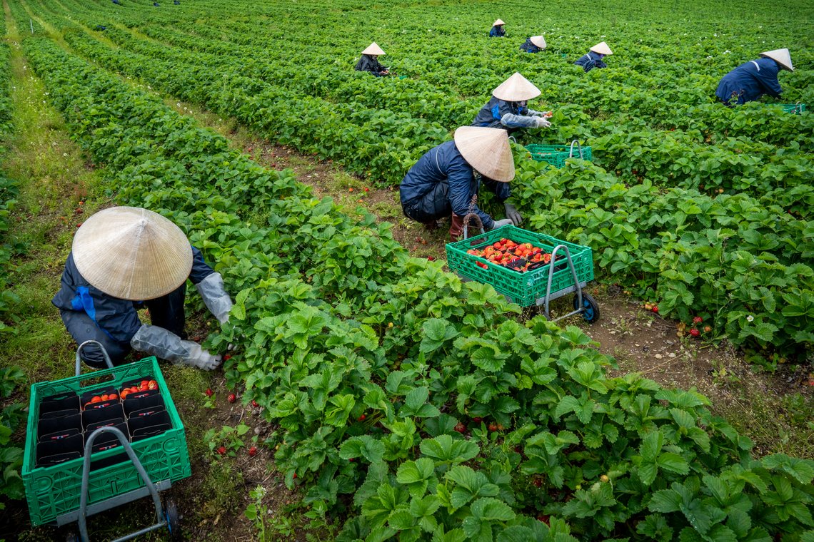 Vietnamesise jordbærplukkere jobber i åkeren til jordbærbonde Per Isingrud ved Minnesund i Viken. Isingrud gikk sammen med andre jordbærbønder om å chartre et fly med arbeidere fra Asia for å skaffe nok arbeidskraft under pandemien. Norsk ungdom gidder fortsatt ikke å plukke jordbær, så bøndene må hente arbeidere fra utlandet.
Foto: Heiko Junge / NTB Vietnamesise jordbærplukkere jobber i åkeren til jordbærbonde Per Isingrud ved Minnesund i Viken. Isingrud gikk sammen med andre jordbærbønder om å chartre et fly med arbeidere fra Asia for å skaffe nok arbeidskraft under pandemien. Norsk ungdom gidder fortsatt ikke å plukke jordbær, så bøndene må hente arbeidere fra utlandet.
Foto: Heiko Junge / NTB
