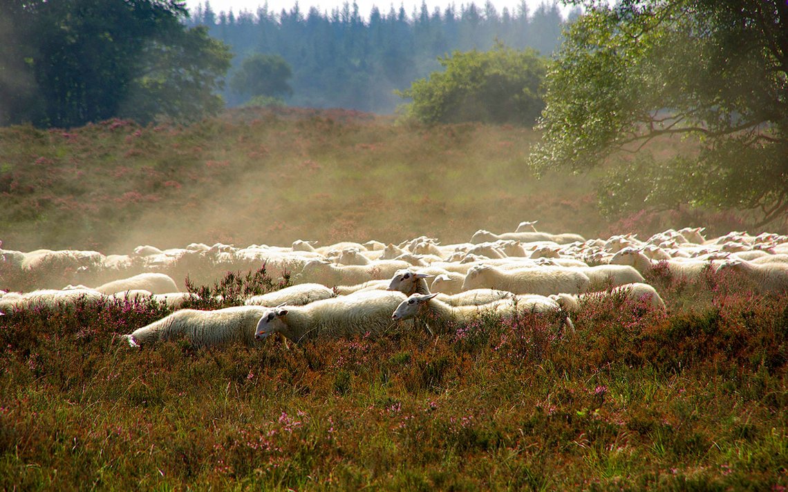 Det gode liv som sau er truet av islamske offerfester. Foto: Karsten Wentink; Wikimedia Commons CC BY-SA 4.0 Det gode liv som sau er truet av islamske offerfester. Foto: Karsten Wentink; Wikimedia Commons CC BY-SA 4.0