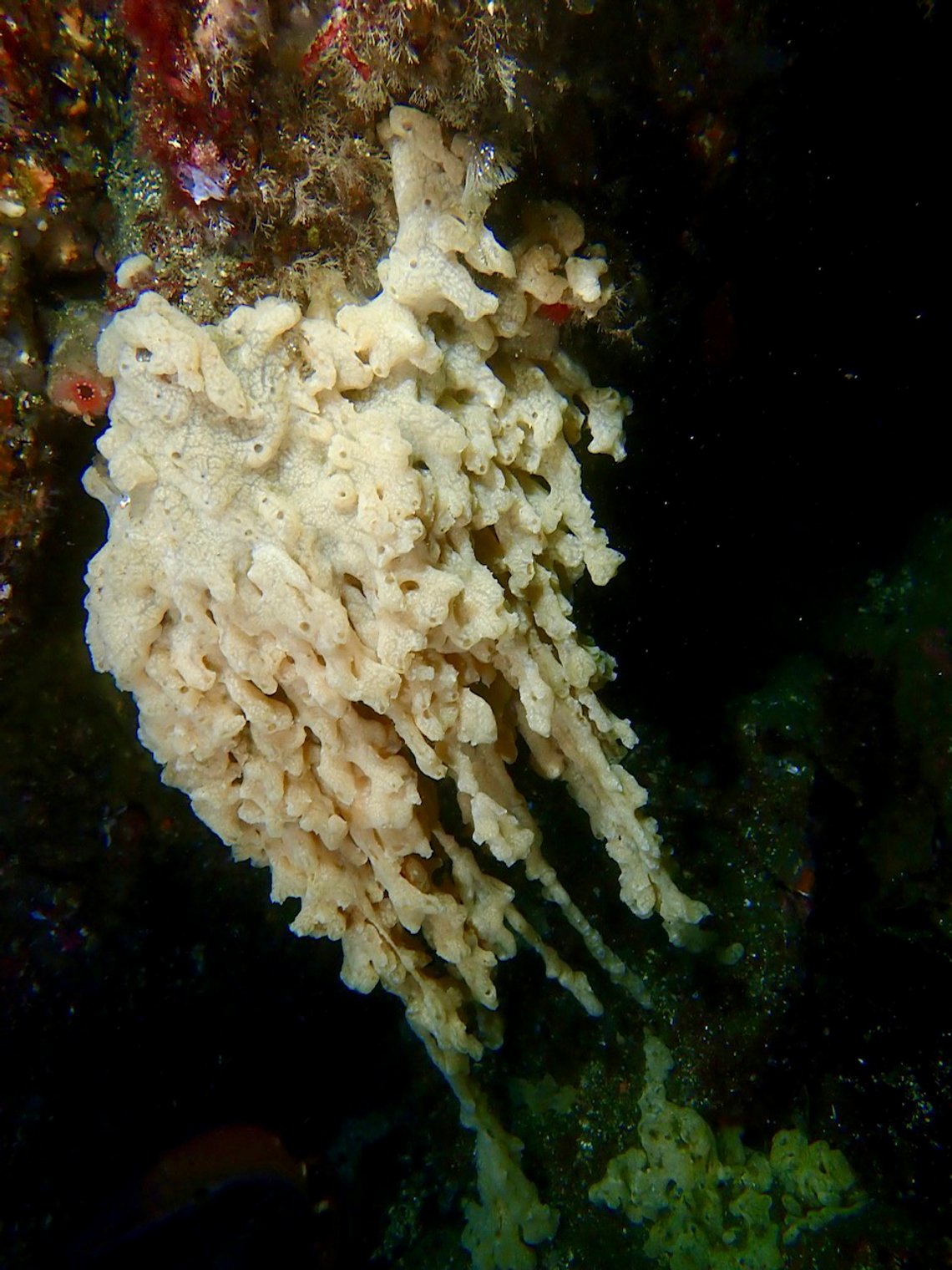Havnespy er en av de fremmede artene som sprer seg på grunn havbunn og presser ut planter og dyr som er avhengige av hverandre og lever på bunnen.
Foto: Åge Wee / NTB Havnespy er en av de fremmede artene som sprer seg på grunn havbunn og presser ut planter og dyr som er avhengige av hverandre og lever på bunnen.
Foto: Åge Wee / NTB