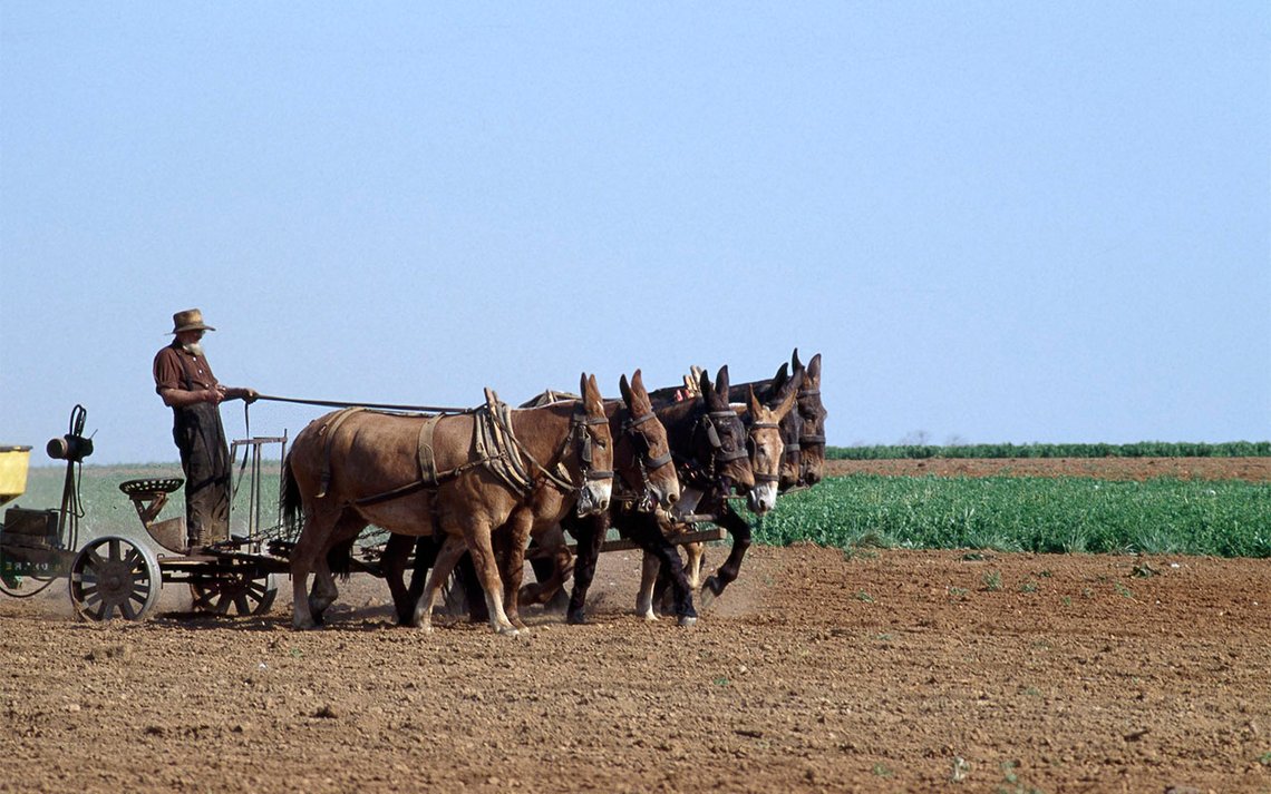 Amish-bonde med sine trekkdyr. Foto: Carol M. Highsmith, Wikimedia Commons Amish-bonde med sine trekkdyr. Foto: Carol M. Highsmith, Wikimedia Commons