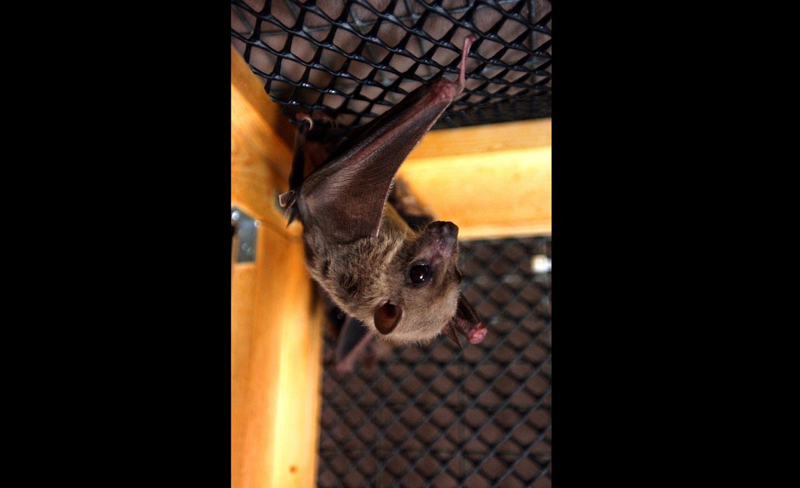 FILE - An Egyptian fruit bat hangs upside down in its cage at the home of Geraldine Griswold in Winsted, Conn, July 29, 2003. The World Health Organization said Equatorial Guinea has confirmed its first-ever outbreak of Marburg disease, saying the Ebola-related virus is responsible for at least nine deaths in the tiny Western African country. (AP Photo/Bob Child, File) FILE - An Egyptian fruit bat hangs upside down in its cage at the home of Geraldine Griswold in Winsted, Conn, July 29, 2003. The World Health Organization said Equatorial Guinea has confirmed its first-ever outbreak of Marburg disease, saying the Ebola-related virus is responsible for at least nine deaths in the tiny Western African country. (AP Photo/Bob Child, File)