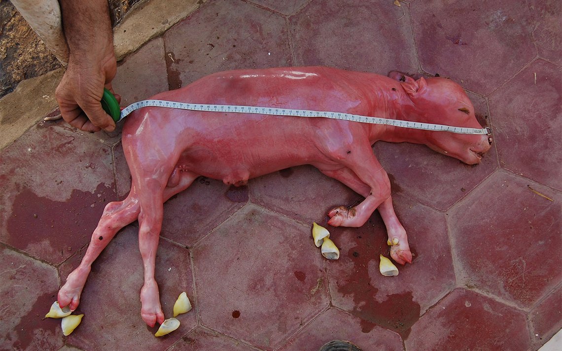 Abort på ikke-menneskelig foster. Illustrasjonsfoto: Lucyin CC BY-SA 4.0 Abort på ikke-menneskelig foster. Illustrasjonsfoto: Lucyin CC BY-SA 4.0