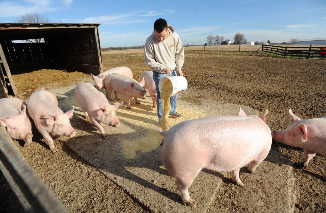 George Bittel, 17 år, øser ut fôr til åtte renrasede yorkshiregylter for noenår siden på Bittel Farms i Owensboro, Ky. Gården produserer også storfe, tobakk, soyabønner, mais og hvete. Nå blir livet tøffere på grunn av Labour-regjeringen. Foto: AP /The Messenger-Inquirer /John Dunham)/ NTB George Bittel, 17 år, øser ut fôr til åtte renrasede yorkshiregylter for noenår siden på Bittel Farms i Owensboro, Ky. Gården produserer også storfe, tobakk, soyabønner, mais og hvete. Nå blir livet tøffere på grunn av Labour-regjeringen. Foto: AP /The Messenger-Inquirer /John Dunham)/ NTB