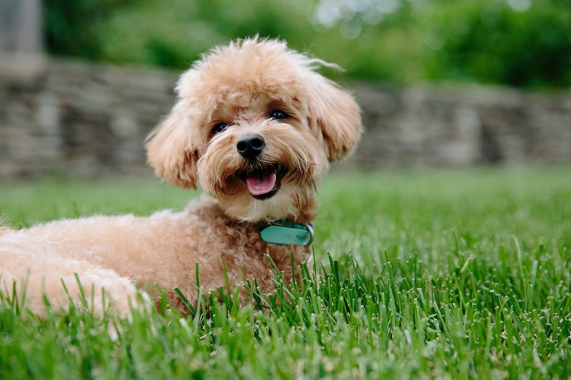 For skemmende for multikulturalisme? I Wales foreslås et hundeforbud for å garantere minoriteter tilgang til parker og grønne områder. Foto: Pixabay For skemmende for multikulturalisme? I Wales foreslås et hundeforbud for å garantere minoriteter tilgang til parker og grønne områder. Foto: Pixabay
