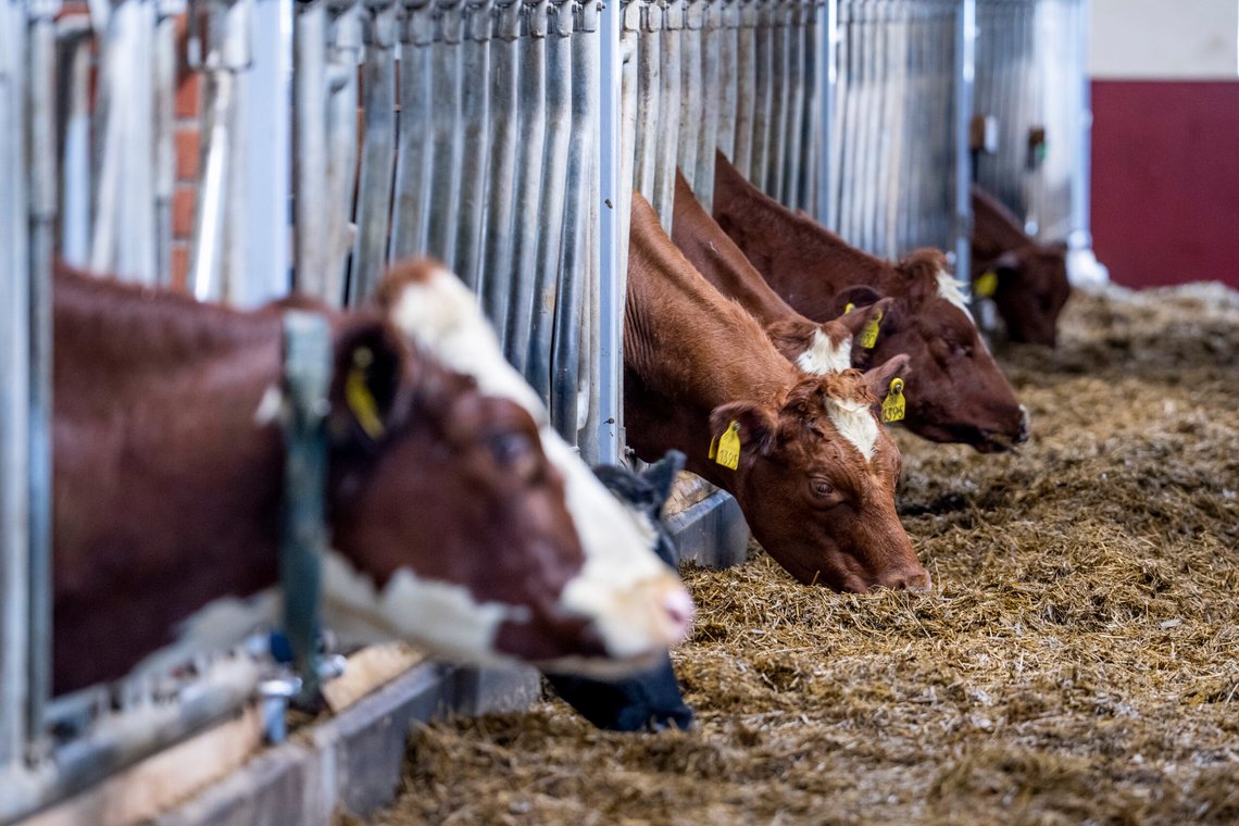 Kuer står i fjøset på Jessheim. Gården er den første i Norge som gir kyrne blant annet alger i fôret for å begrense metanutslippene.
Foto: Javad Parsa / NTB Kuer står i fjøset på Jessheim. Gården er den første i Norge som gir kyrne blant annet alger i fôret for å begrense metanutslippene.
Foto: Javad Parsa / NTB