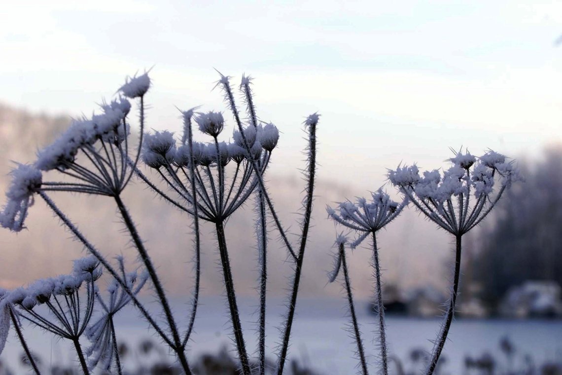 Ifølge en ny rapport har Norge i snitt fått sju færre dager med frost om vinteren de siste ti årene, sammenlignet med en verden uten menneskeskapte klimaendringer. Foto: Knut Falch / NTB Ifølge en ny rapport har Norge i snitt fått sju færre dager med frost om vinteren de siste ti årene, sammenlignet med en verden uten menneskeskapte klimaendringer. Foto: Knut Falch / NTB