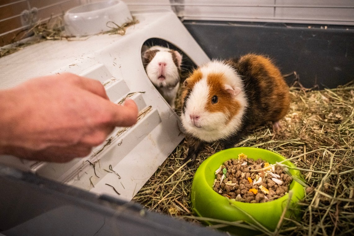 Breiviks advokat, Øystein Storrvik, vil ikke gå ut med hva de to marsvinene heter. Foto: Ole Berg-Rusten / NTB Breiviks advokat, Øystein Storrvik, vil ikke gå ut med hva de to marsvinene heter. Foto: Ole Berg-Rusten / NTB