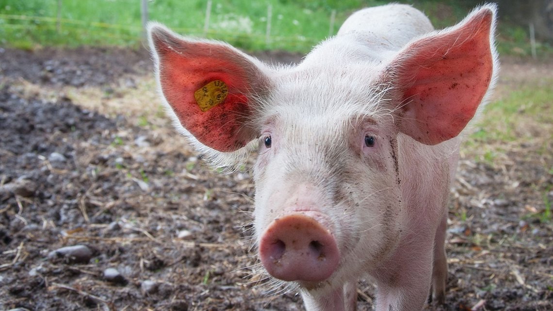 SLAKT: Flere hundre gris er slaktet ned etter en alvorlig feil med kraftfôret levert av Felleskjøpet. Foto: Canva SLAKT: Flere hundre gris er slaktet ned etter en alvorlig feil med kraftfôret levert av Felleskjøpet. Foto: Canva
