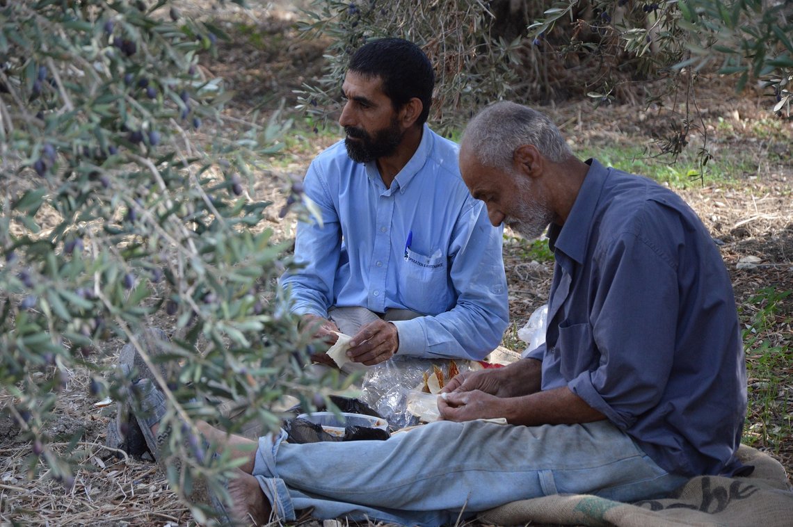 Innhøsting av oliven i Syria. Landet mangler arbeidskraft, men nye arbeidere vil neppe bestå av syrere som returnerer fra Europa. Foto: Pixabay Innhøsting av oliven i Syria. Landet mangler arbeidskraft, men nye arbeidere vil neppe bestå av syrere som returnerer fra Europa. Foto: Pixabay