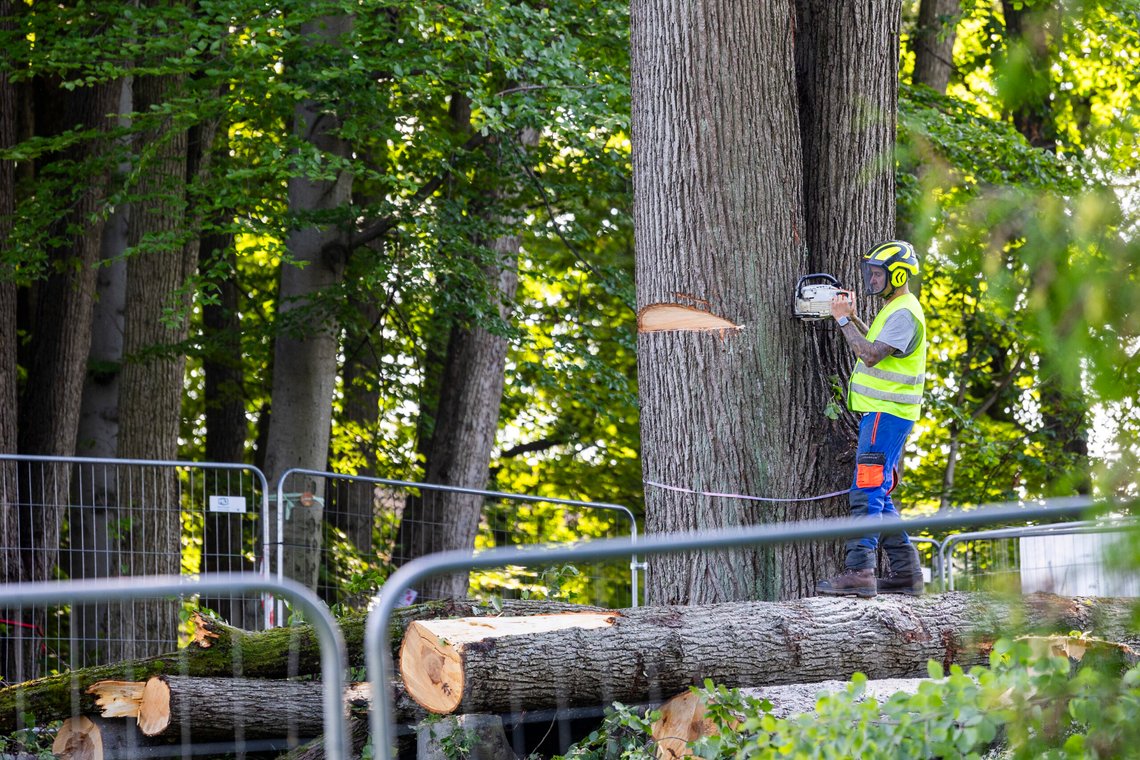 Oslo 20240805.
Mandag fjernet politiet flere aksjonister på Lindekollen ved Gaustad sykehus, som demonstrerte mot at trær ofres til fordel for å bygge en vei i forbindelse med byggingen av nye Rikshospitalet.
Foto: Tor Erik Schrøder / NTB Oslo 20240805.
Mandag fjernet politiet flere aksjonister på Lindekollen ved Gaustad sykehus, som demonstrerte mot at trær ofres til fordel for å bygge en vei i forbindelse med byggingen av nye Rikshospitalet.
Foto: Tor Erik Schrøder / NTB