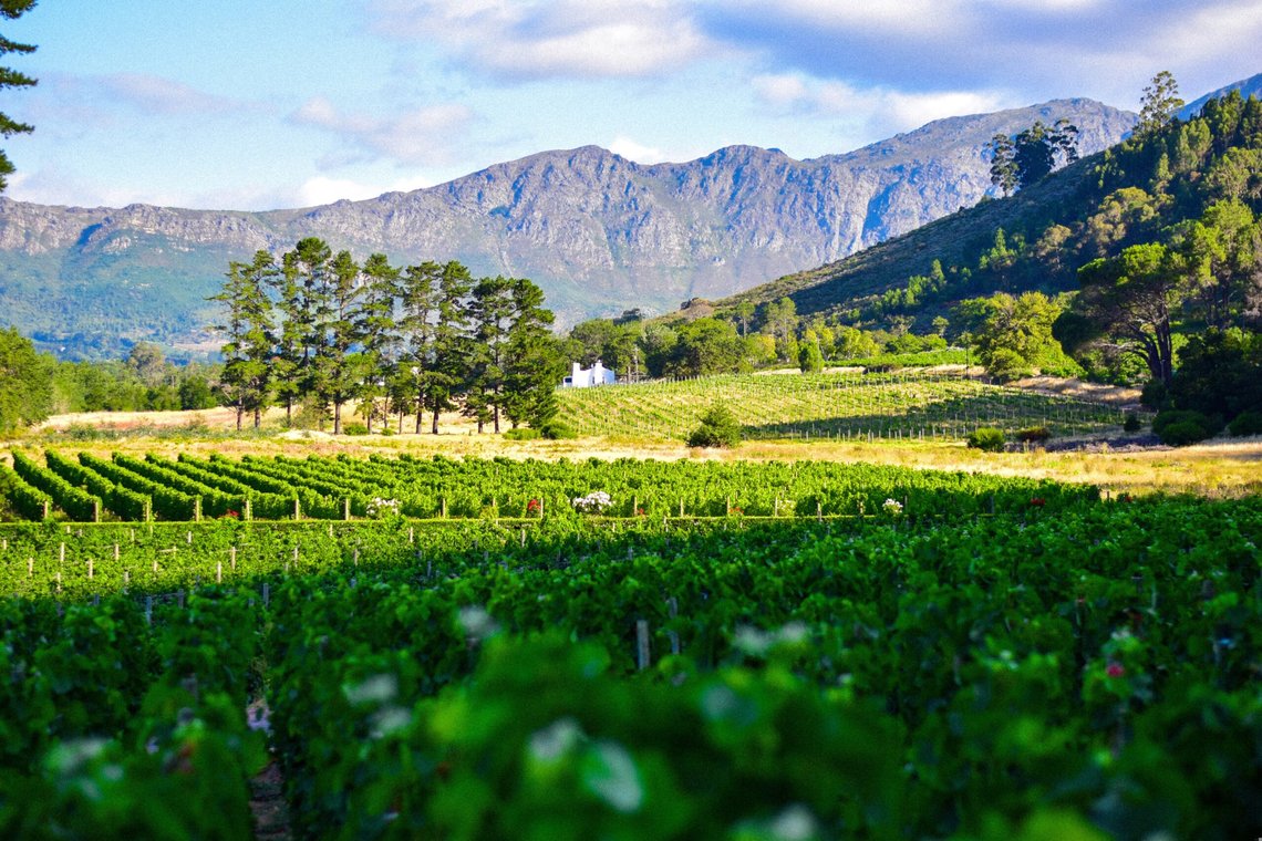Sør-Afrika har et produktivt landbruk, og produserer også viner av topp kvalitet. Nå risikerer hvite bønder å få landområdene sine konfiskerte. Foto: Pixabay Sør-Afrika har et produktivt landbruk, og produserer også viner av topp kvalitet. Nå risikerer hvite bønder å få landområdene sine konfiskerte. Foto: Pixabay