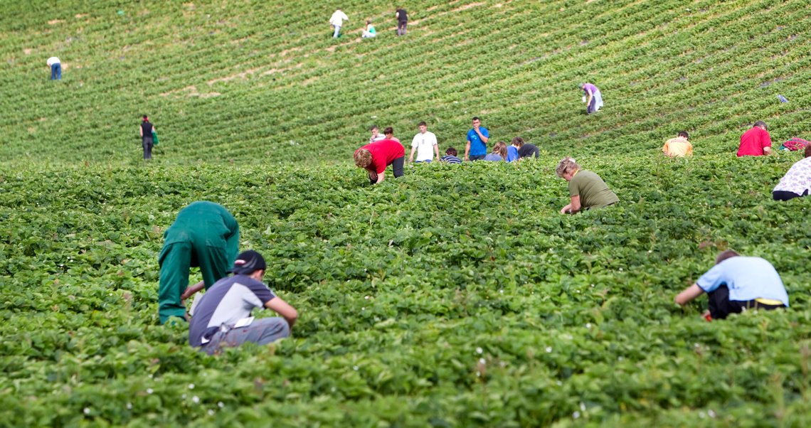 LIER 20100623. Jordbærplukkere fra Polen ved Egge Gård i Lier. På bildet jordbær og jordbærplanter.
Foto: Gorm Kallestad / NTB LIER 20100623. Jordbærplukkere fra Polen ved Egge Gård i Lier. På bildet jordbær og jordbærplanter.
Foto: Gorm Kallestad / NTB