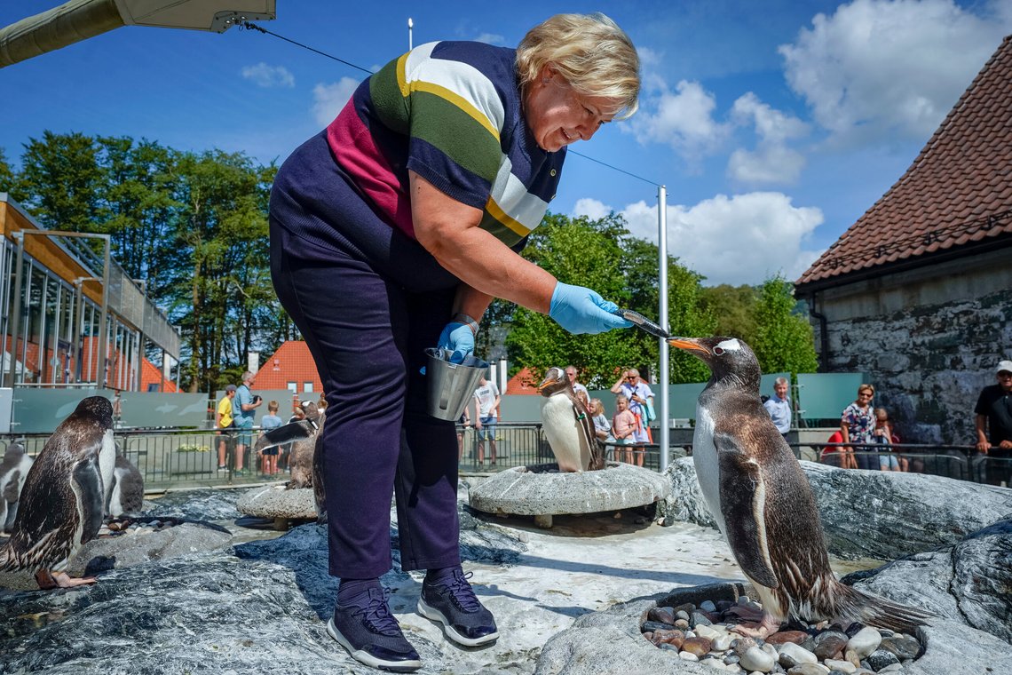 Bilde fra 2019. Statsminister Erna Solberg mater Bøylepingviner under et kort besøk til Akvariet i Bergen. Hun fortsetter valgkamp-turneen med en rundtur på Vestlandet. Foto: Heiko Junge / NTB Bilde fra 2019. Statsminister Erna Solberg mater Bøylepingviner under et kort besøk til Akvariet i Bergen. Hun fortsetter valgkamp-turneen med en rundtur på Vestlandet. Foto: Heiko Junge / NTB