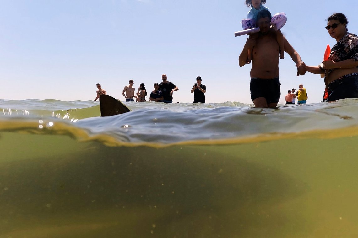 En hai svømmer forbi mennesker i Middelhavet i Hadera, Israel, 19. april 2025. Foto: Ariel Schalit, AP-NTB. En hai svømmer forbi mennesker i Middelhavet i Hadera, Israel, 19. april 2025. Foto: Ariel Schalit, AP-NTB.