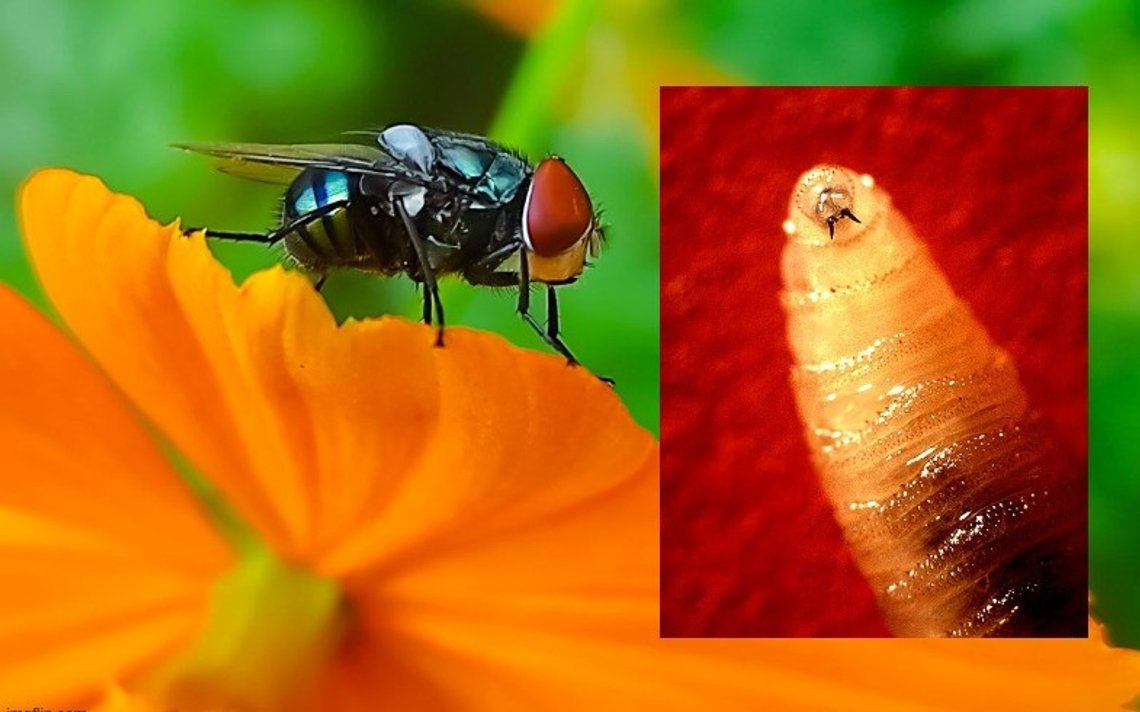 Cochliomyia hominivorax, New World Screwworm. Foto: Shutterstock av Bayumuerti, Indonesia. Innfelt foto: Screworm-larve, Wikimedia. Cochliomyia hominivorax, New World Screwworm. Foto: Shutterstock av Bayumuerti, Indonesia. Innfelt foto: Screworm-larve, Wikimedia.