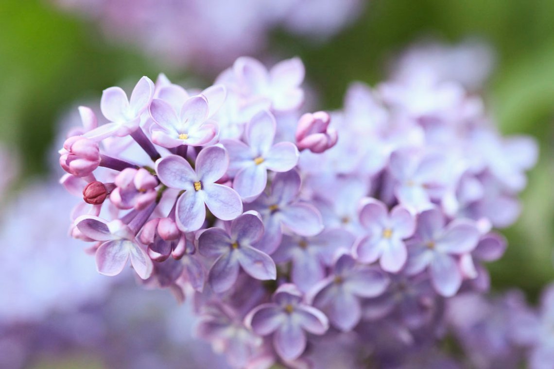 Vanlig syrin, Syringa vulgaris, som Miljødirektoratet foreslår å forby i hele landet. Foto: Bente Haarstad. Vanlig syrin, Syringa vulgaris, som Miljødirektoratet foreslår å forby i hele landet. Foto: Bente Haarstad.
