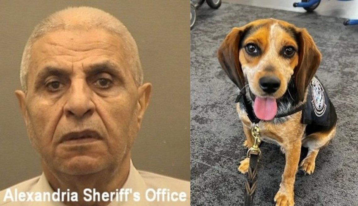 Hamed Ramadan Bayoumy Aly Marie. Alexandria Sheriff's Office. Brigader Beagle Freddie. Customs and Border Patrol. Hamed Ramadan Bayoumy Aly Marie. Alexandria Sheriff's Office. Brigader Beagle Freddie. Customs and Border Patrol.