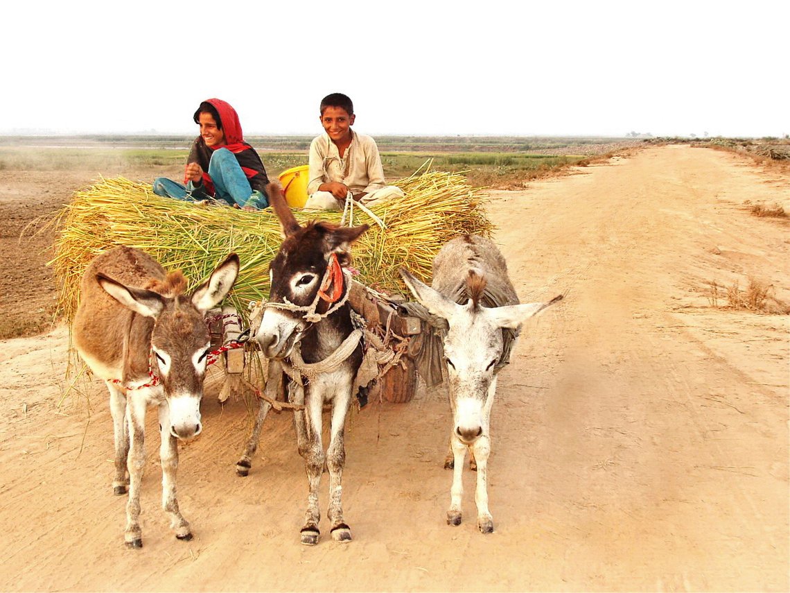 På vei hjem efter en lang dag på markene i Sialkot i Punjab, Pakistan. Foto: Bilal Farhat Ullah CC BY-SA 4.0 På vei hjem efter en lang dag på markene i Sialkot i Punjab, Pakistan. Foto: Bilal Farhat Ullah CC BY-SA 4.0